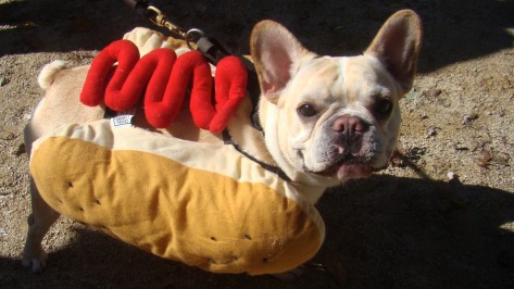 dog_hotdog